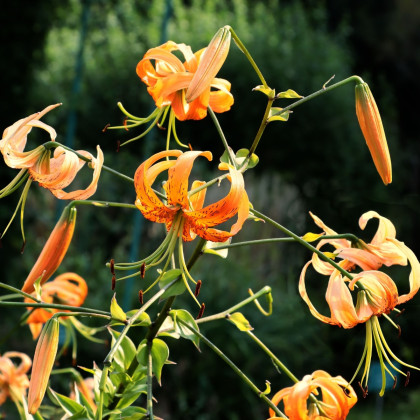 Lilie Henryi - Lilium - cibule lilie - 1 ks