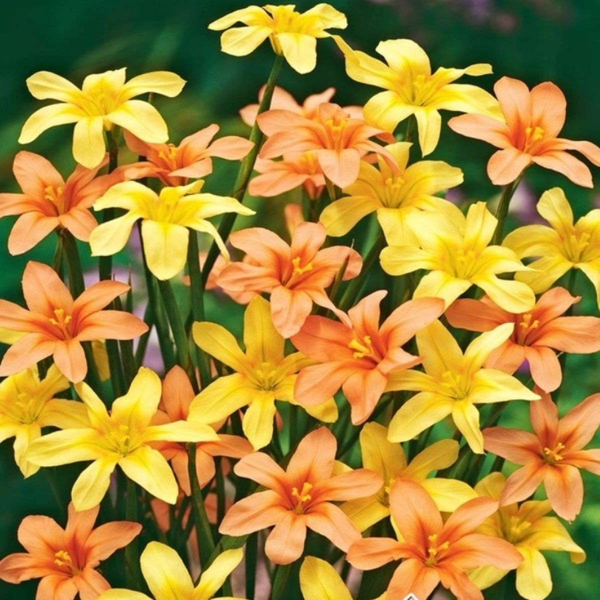 Morea směs - Homeria - hlízy morey - 8 ks