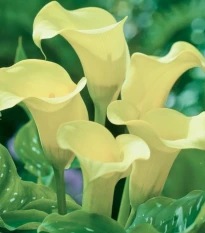 Kala Albomaculata - Zantedeschia - hlízy kaly - 1 ks