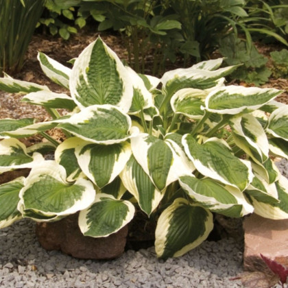 Bohyška - Hosta Patriot - hlízy bohyšky - 1 ks