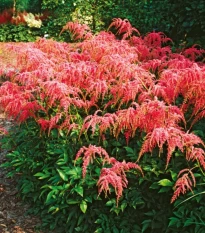Cechrava Thunbergii Straussenfeder – Astilbe – cebulki czosnku