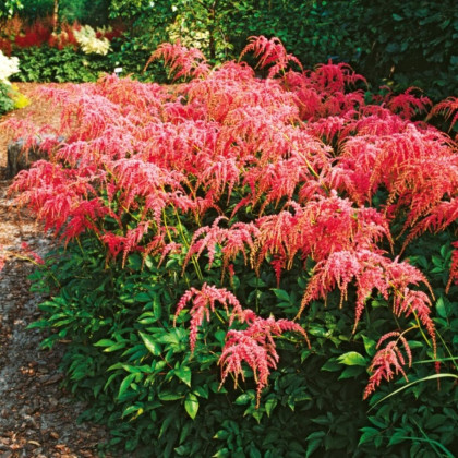 Cechrava Thunbergii Straussenfeder – Astilbe – cebulki czosnku