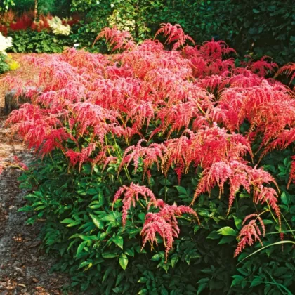 Cechrava Thunbergii Straussenfeder – Astilbe – cebulki czosnku