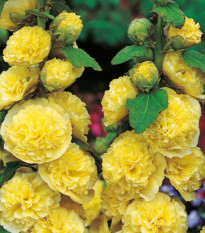 Topolovka žlutá - Alcea rosea - prostokořenné sazenice topolovky - 1 ks