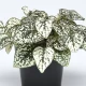 Podrostovka listoklasá Splash Select White - Hypoestes - semena podrostovky - 30 ks
