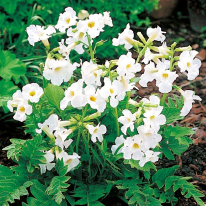 Dvojostice bílá - Incarvillea delavayi - hlízy dvojostice - 1 ks