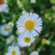 Turan Karwinského Profusion - Erigeron karvinskianus - semena turanu - 50 ks