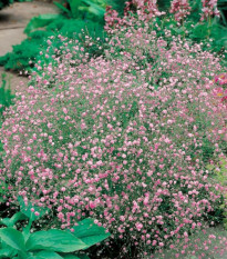 Šáter latnatý růžový - Gypsophila paniculata - prostokořenné sazenice šáteru - 1 ks