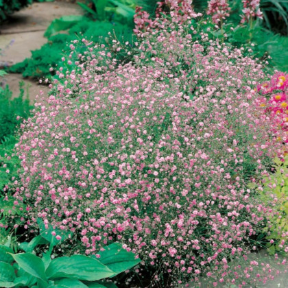 Šáter latnatý růžový - Gypsophila paniculata - prostokořenné sazenice šáteru - 1 ks