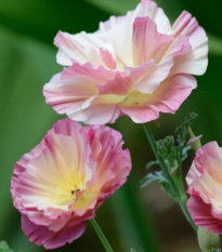 Sluncovka kalifornská plnokvětá růžová - Eschscholzia californica - semena sluncovky - 150 ks