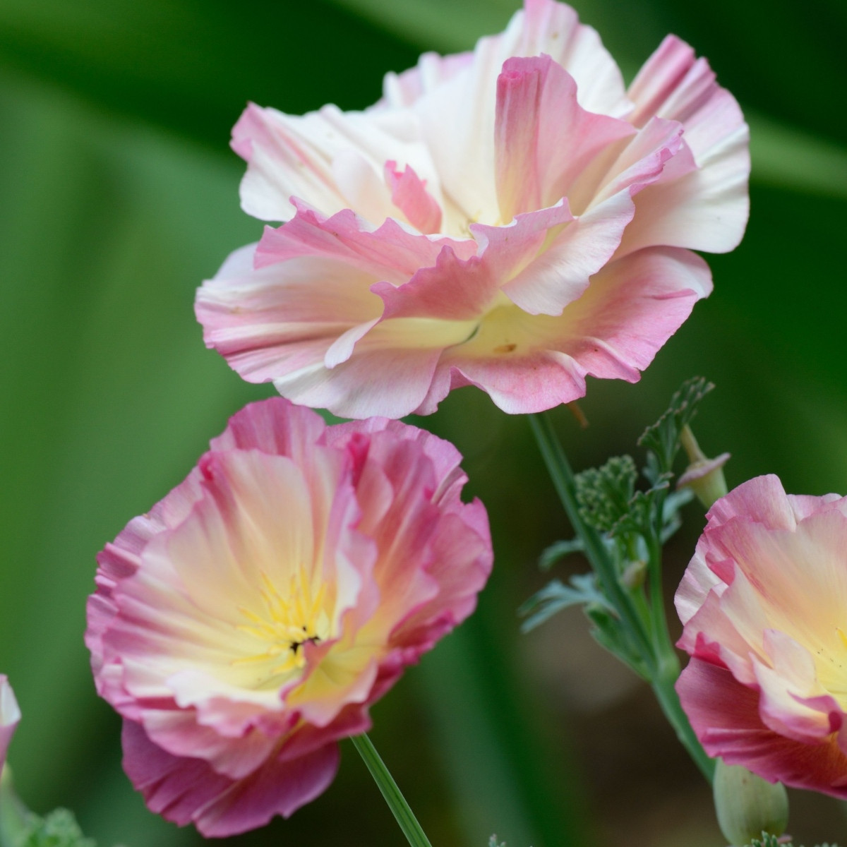 Sluncovka kalifornská plnokvětá růžová - Eschscholzia californica - semena sluncovky - 150 ks