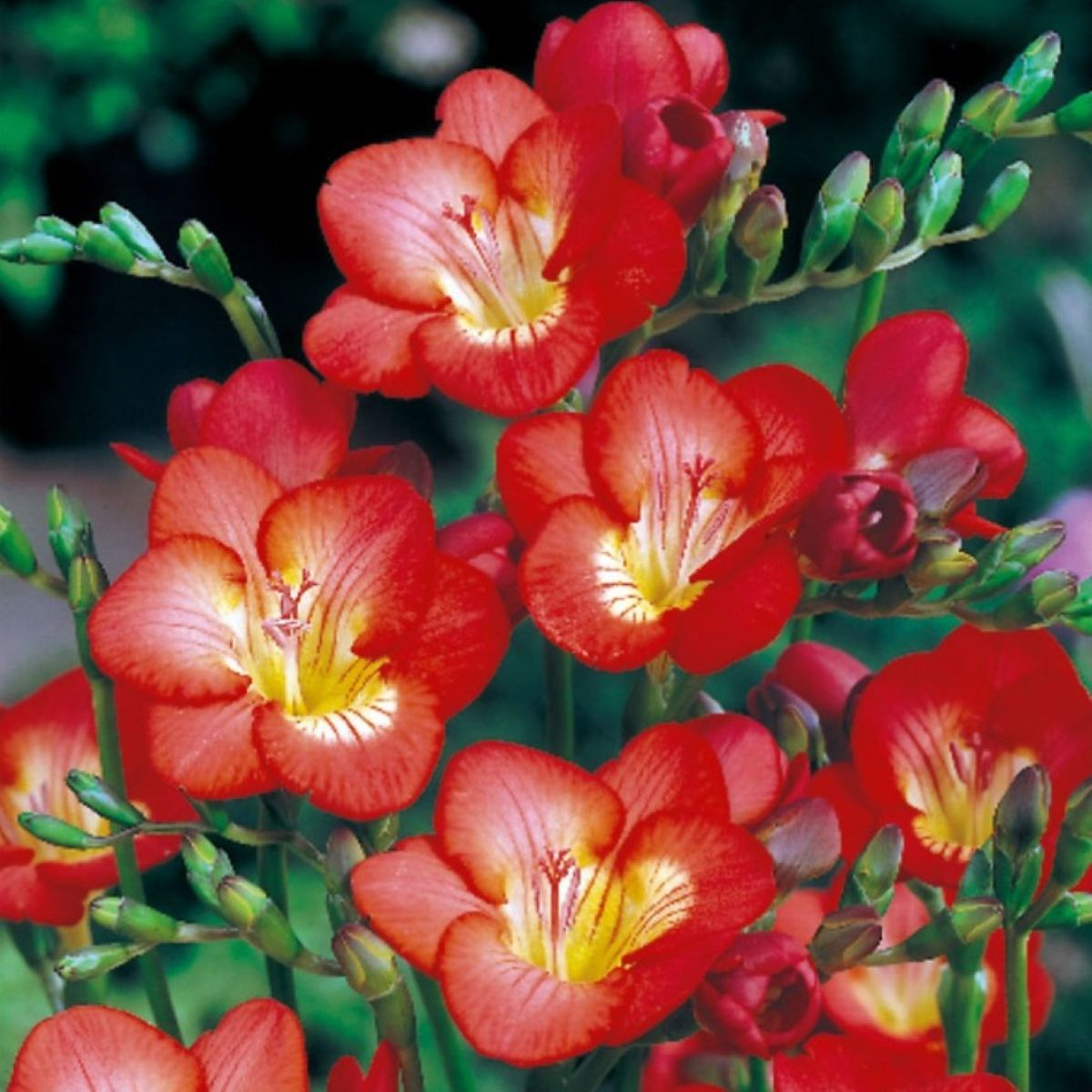 Frézie červená - Freesia - hlízy frézie - 3 ks