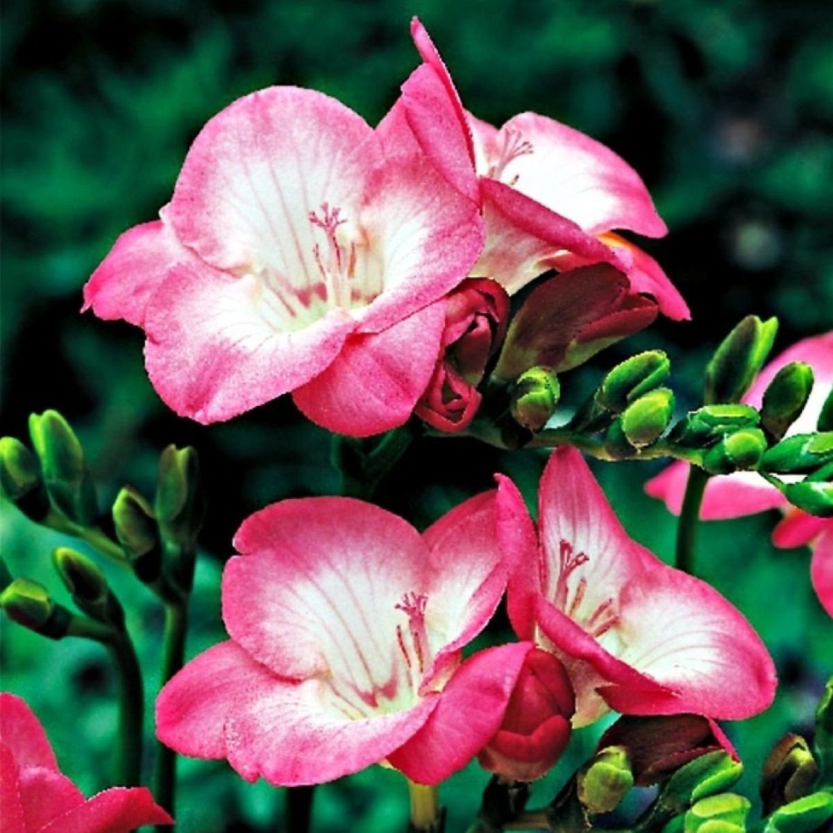 Frézie růžová - Freesia - hlízy frézie - 3 ks