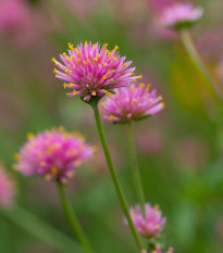 Fajerwerki Pestrovka - Gomphrena pulchella - nasiona pestrovki - 20 szt.