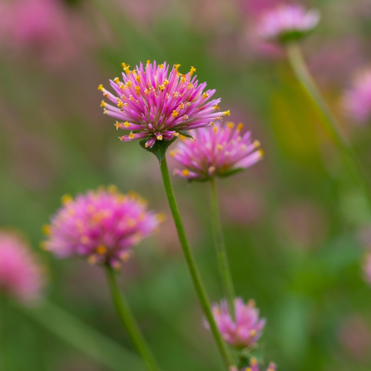 Fajerwerki Pestrovka - Gomphrena pulchella - nasiona pestrovki - 20 szt.
