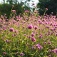 Fajerwerki Pestrovka - Gomphrena pulchella - nasiona pestrovki - 20 szt.