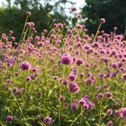 Fajerwerki Pestrovka - Gomphrena pulchella - nasiona pestrovki - 20 szt.
