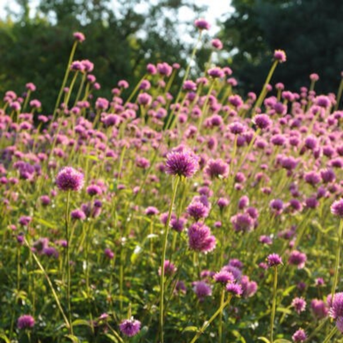 Fajerwerki Pestrovka - Gomphrena pulchella - nasiona pestrovki - 20 szt.