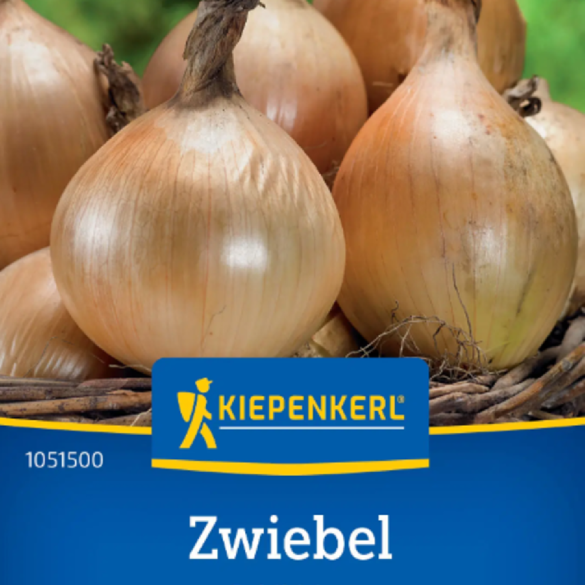 Cibule Exhibition - Allium cepa - semena cibule - 100 ks