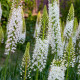Liliochvostec White Beauty Favourite - Eremurus - hlízy liliochvostce - 1 ks