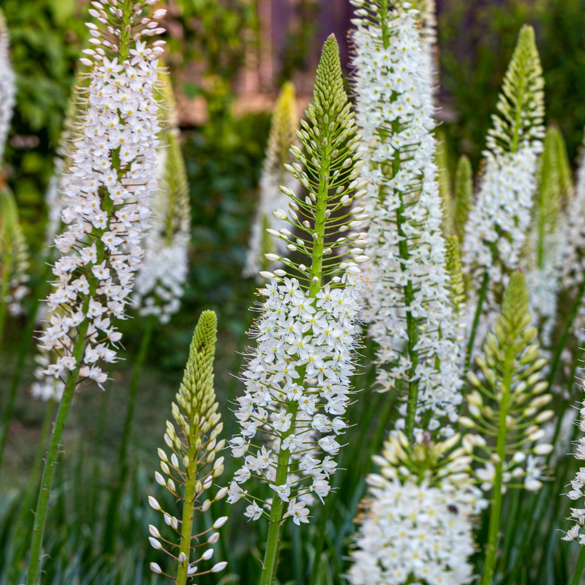 Liliochvostec White Beauty Favourite - Eremurus - hlízy liliochvostce - 1 ks