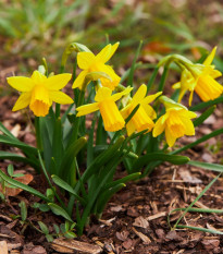 Narcyz Tete a Tete - Narcyz - cebulki narcyza - 3 szt.