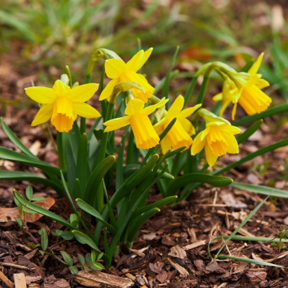 Narcyz Tete a Tete - Narcyz - cebulki narcyza - 3 szt.