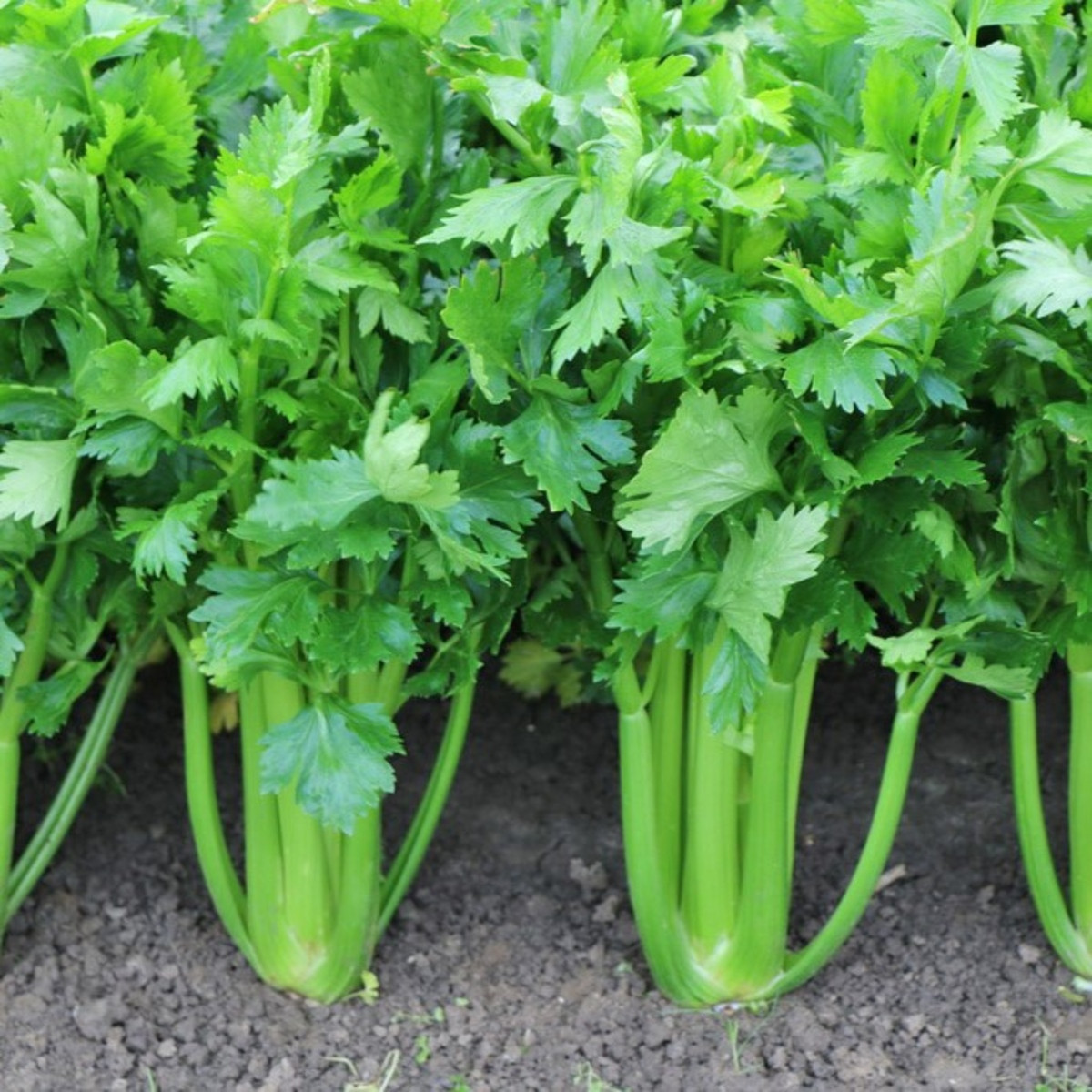 Celer řapíkatý Merlin - Apium graveolens var. - semena celeru - 300 ks