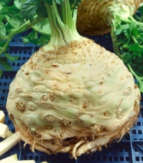 Celer bulvový Neon - Apium graveolens var. - semena celeru - 300 ks