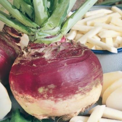 Tuřín Gowrie - Brassica napus var. napobrassica - semena tuřínu - 200 ks