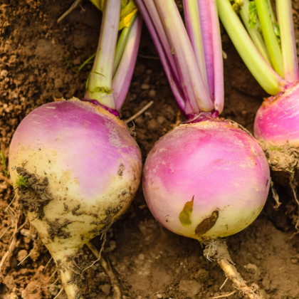 Tuřín Magres - Brassica napus var. napobrassica - semena tuřínu - 200 ks