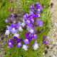 Lnice marocká Licilia Azure - Linaria maroccana - semena lnice - 30 ks