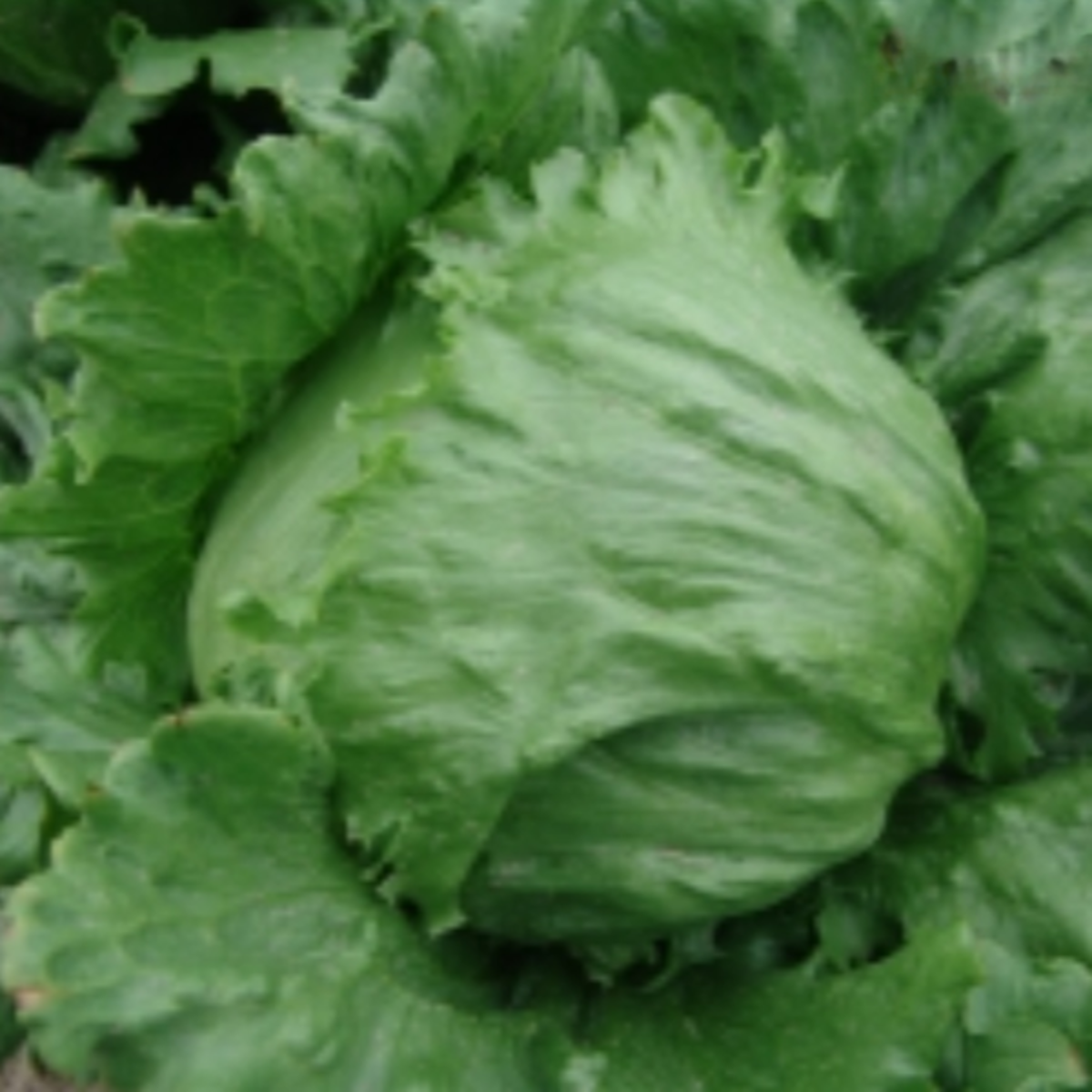 Salát ledový Stamir - Lactuca sativa L. var. capitala - semena salátu - 300 ks