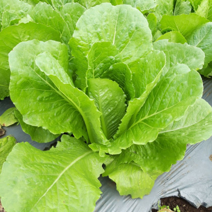 Salát římský Bertolt - Lactuca sativa var. longifolia - semena salátu - 200 ks