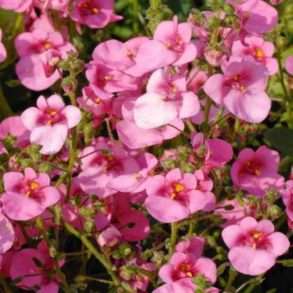 Ostruhatka barbeřina Pink Queen - Diascia barbeae - semena ostruhatky - 50 ks
