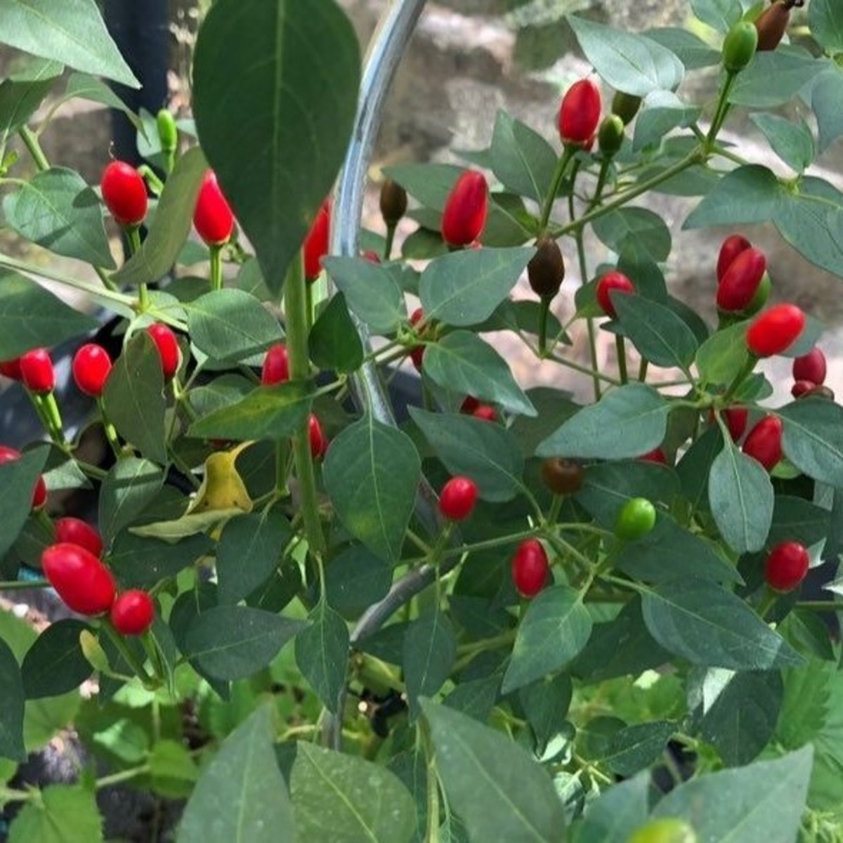 Chilli Zimbabwe Birds eye - Capsicum chinense - semena chilli - 8 ks