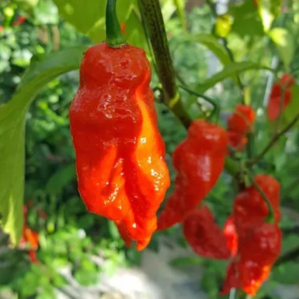 Chilli Shabu Shabu - Capsicum chinense - semena chilli - 8 ks