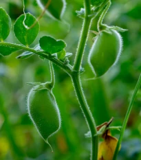 Cizrna Donia - Cicer - semena cizrny - 15 ks