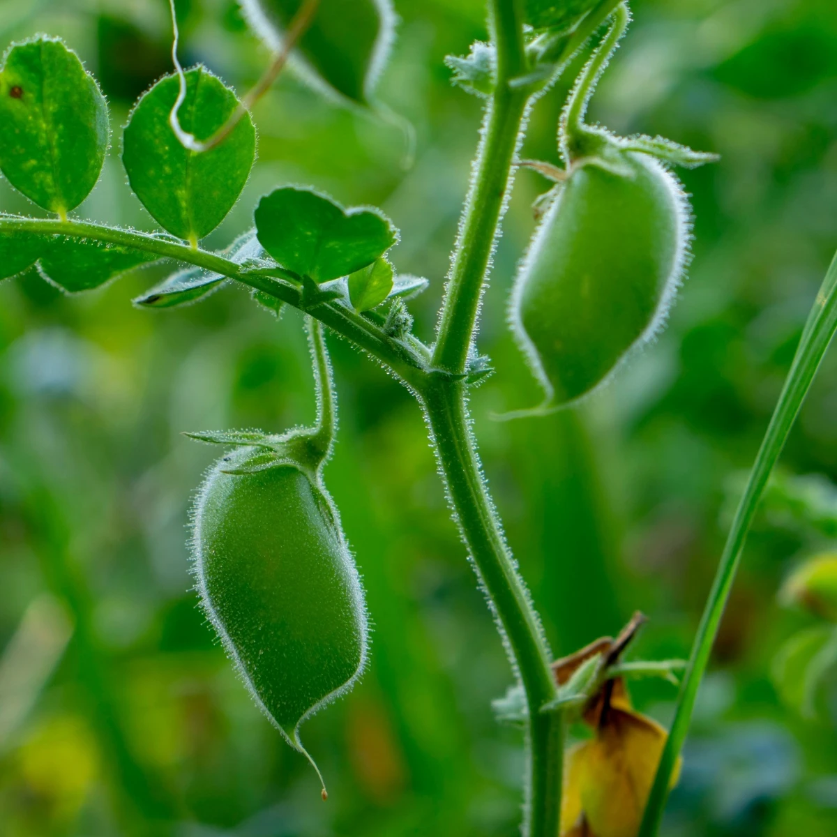 Cizrna Donia - Cicer - semena cizrny - 15 ks