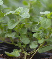 Majoránka zahradní Marietta - Origanum Majorana L. - semena majoránky - 300 ks