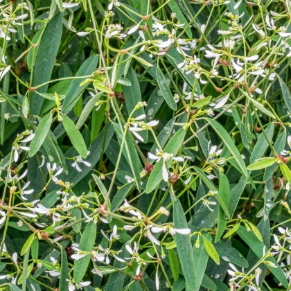 Pryšec trávovitý Glamour F1 - Euphorbia graminea - semena pryšce - 12 ks