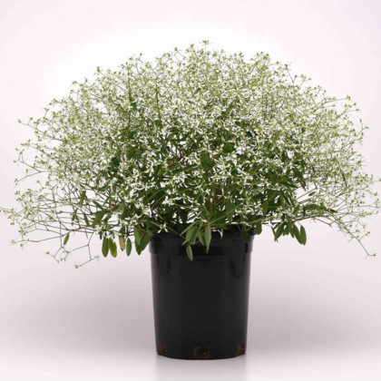 Pryšec trávovitý Glamour F1 - Euphorbia graminea - semena pryšce - 12 ks