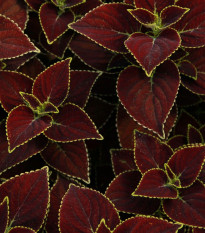 Africká kopřiva Sun Chocolate Mint - Coleus blumei - semena africké kopřivy - 20 ks