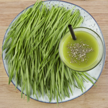 BIO microgreens sada - mladá pšenice, pšeniční tráva - Sperli - 1 ks