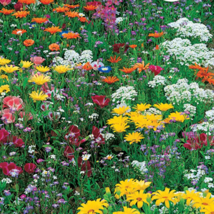 Květinová směs - japonská zahrada - Sperli - 1 ks