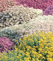 Květinová směs do skalky - Zahradní sen - Sperli - 1 ks