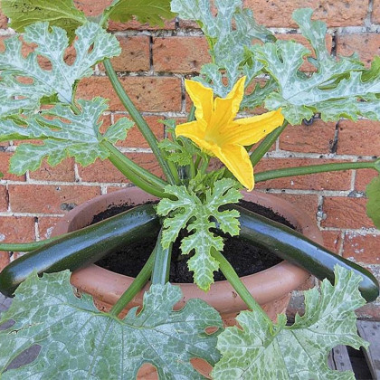 Cuketa Patio Star F1 - cuketa do květináče - Cucurbita pepo - semena cukety - 6 ks