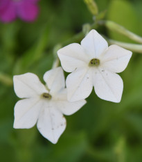 Tabák Perfume White F1 - Nicotiana - semena tabáku - 50 ks