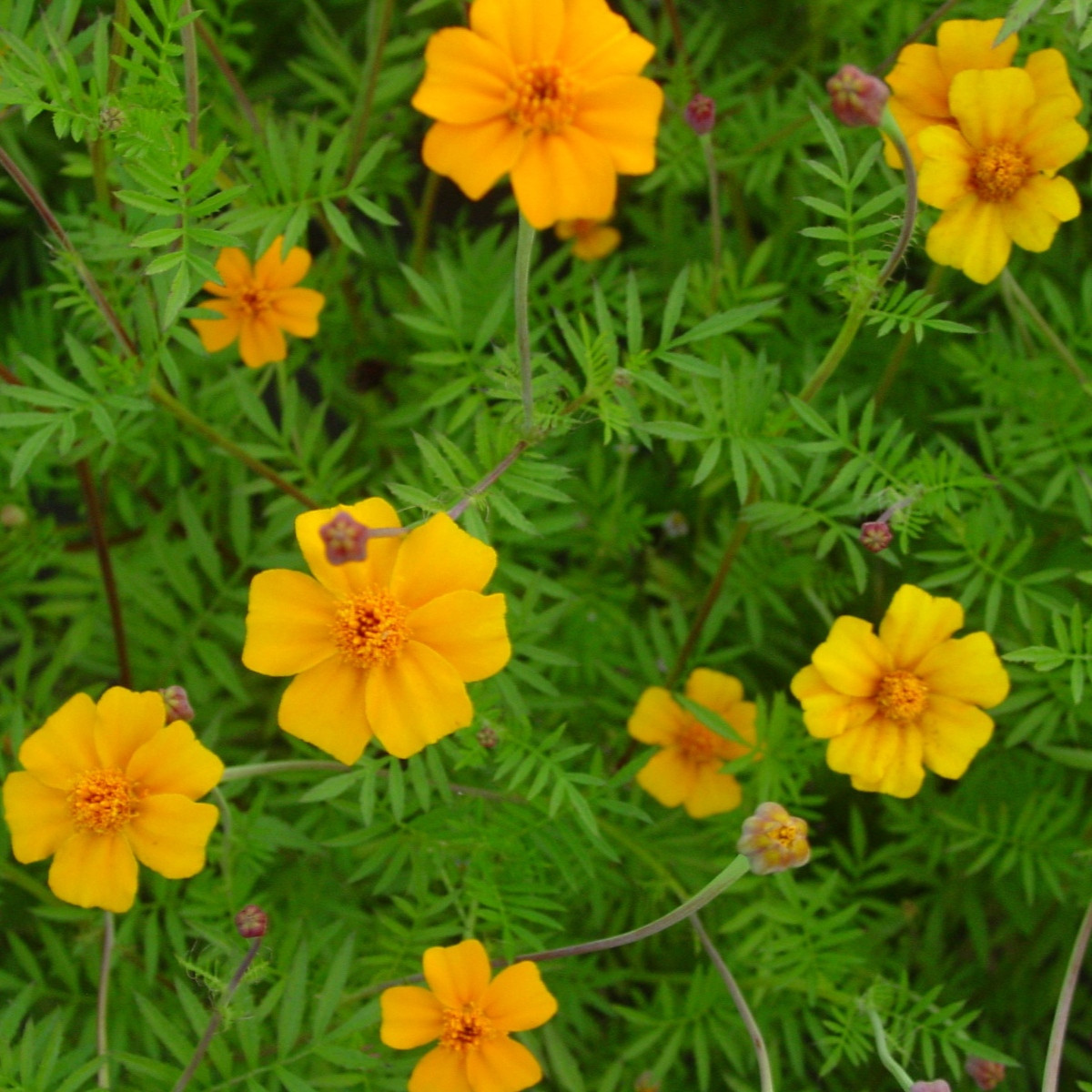 Aksamitník rozkladitý Ground control - Tagetes patula - semena aksamitníku - 0,5 g