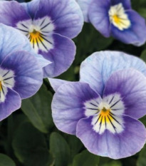 Fiołek rogaty Sorbet Lavender Pink - Viola cornuta - nasiona fiołka - 20 szt.